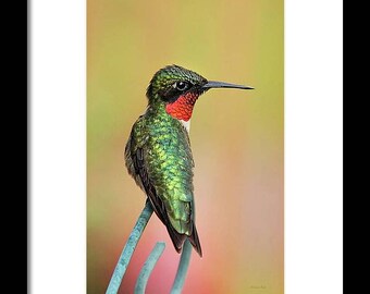 Ruby Throated Hummingbird Portrait: Fine Art Bird Photography