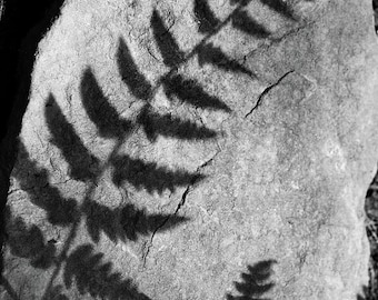Fern Leaf Black and White Photography Print: Minimalist, Botanical Wall Art