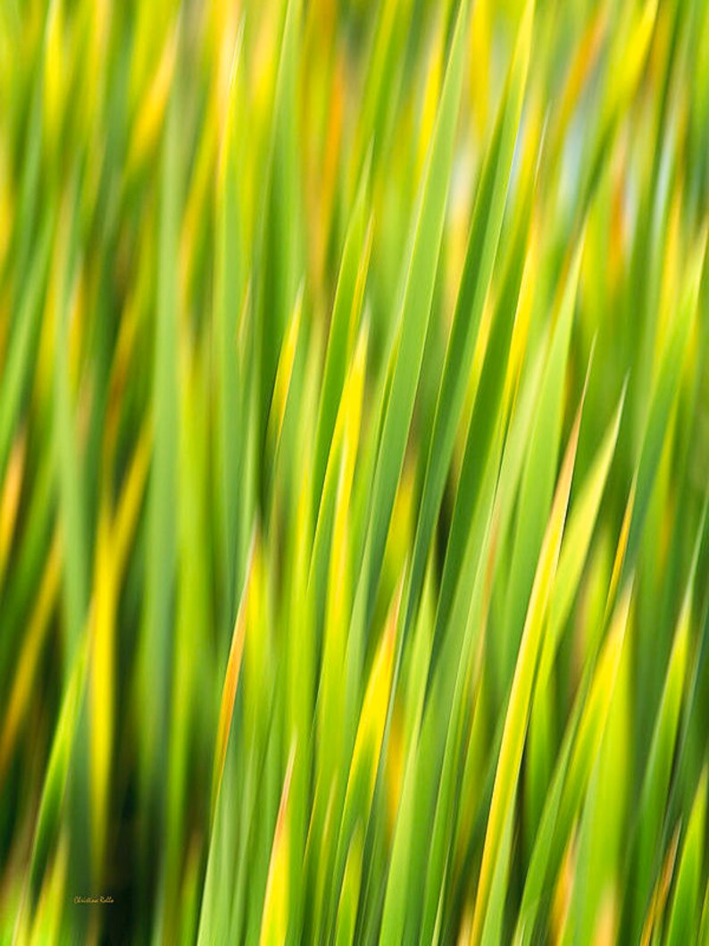 Grass Wall Art Abstract Nature Photography Green Grass Etsy