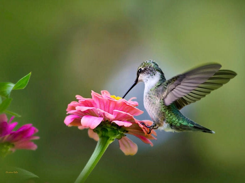 Baby bee hummingbirds deals breast milk jewelry