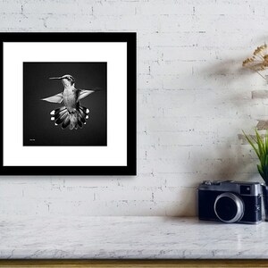 Hummingbird Black and White Art Print, Black and White Bird Photography, Fine Art Hummingbird Photo Prints, Black and White Wall Art Decor image 2