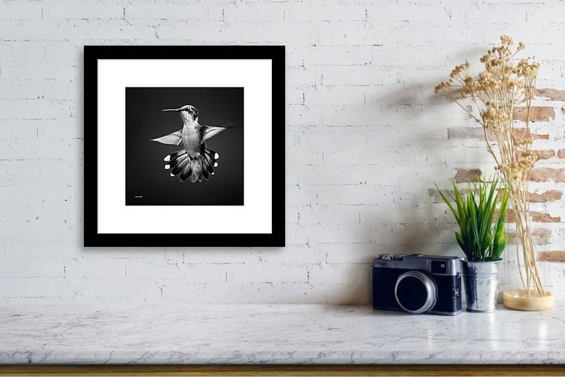 Hummingbird Black and White Art Print, Black and White Bird Photography, Fine Art Hummingbird Photo Prints, Black and White Wall Art Decor image 2