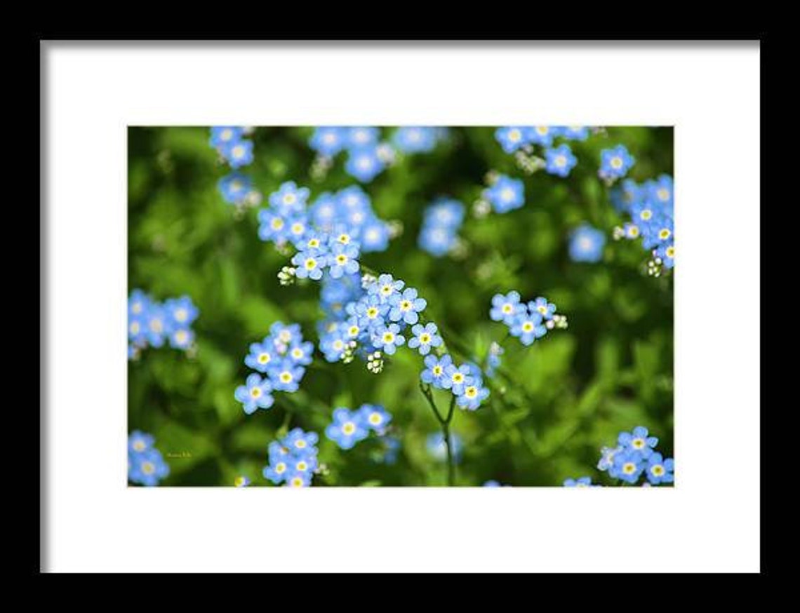 Forget Me Not Flower Photography Floral Wall Art, Fine Art Photography ...