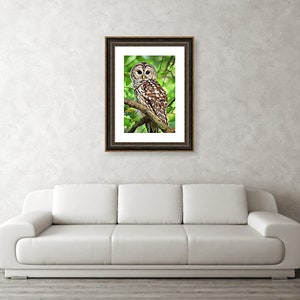 May include: A barred owl with brown and white feathers perches on a branch with green leaves. The owl has large yellow eyes and a hooked beak.
