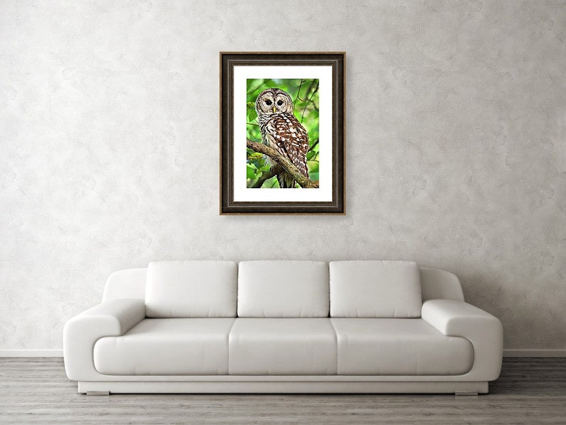 May include: A barred owl with brown and white feathers perches on a branch with green leaves. The owl has large yellow eyes and a hooked beak.
