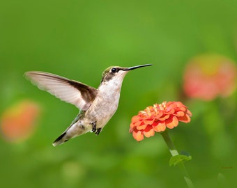 Bird Photography Hummingbird Photo Print, Nature Photography Humming bird And Flowers Wall Art, Bird Lover Gift Fine Art Photography Prints