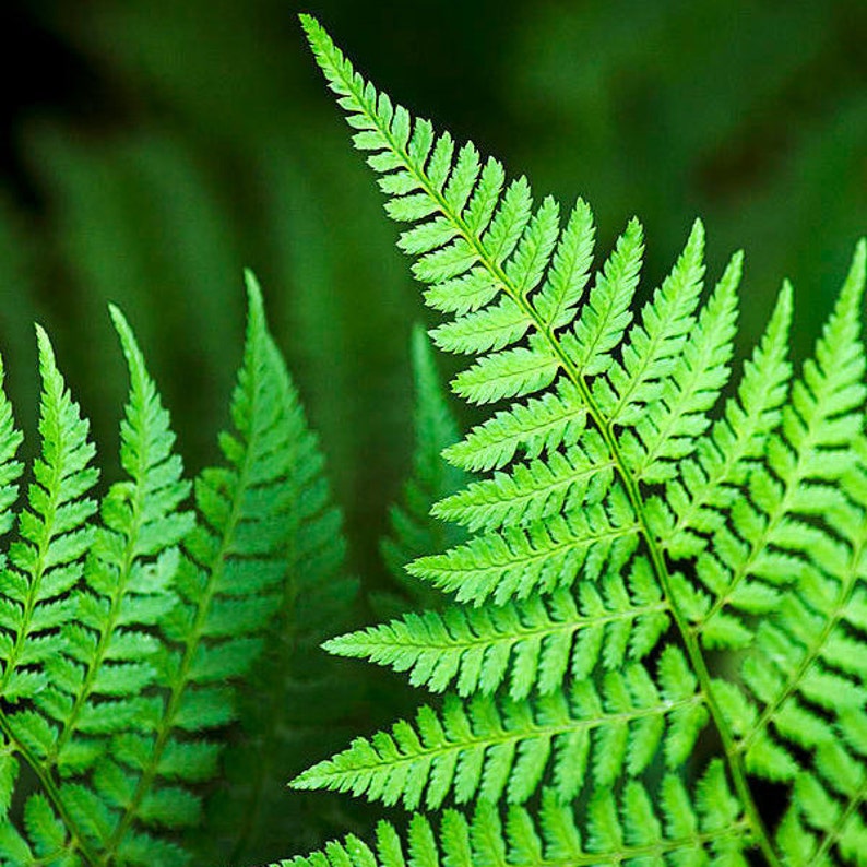 Fern Print Tropical Fern Art Botanical Art Print, Green Fern Leaves Nature Photography Botanical Wall Art, Fine Art Photography Plant Prints image 2