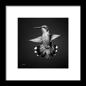 Hummingbird Black and White Art Print, Black and White Bird Photography, Fine Art Hummingbird Photo Prints, Black and White Wall Art Decor image 3