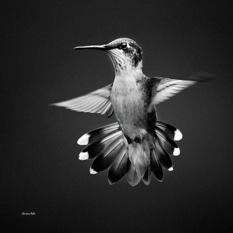 Hummingbird Black And White