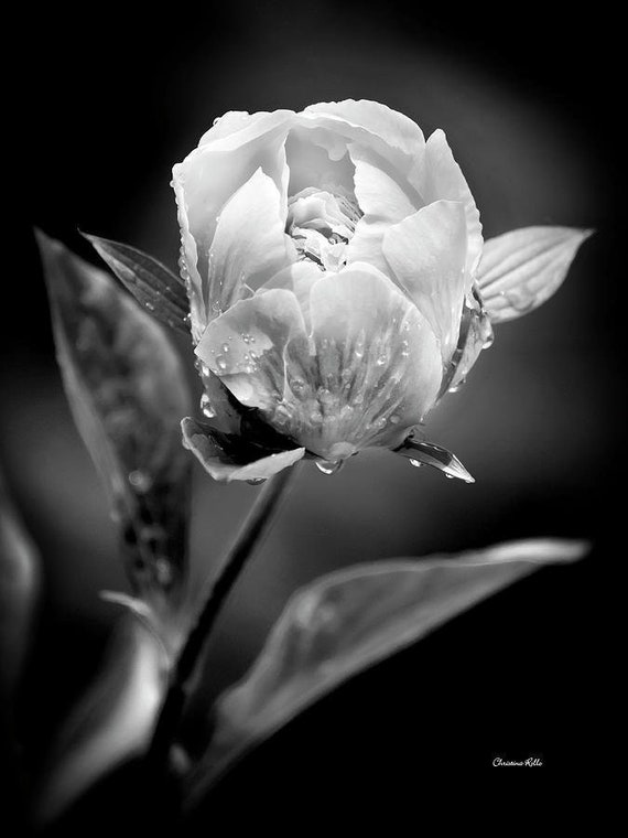 Flores blancas y negras Peonía Fotografía de flores Impresión - Etsy España