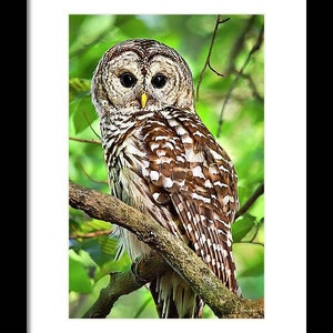 May include: A barred owl with brown and white feathers perches on a branch with green leaves in the background. The owl has large, dark eyes and a yellow beak.