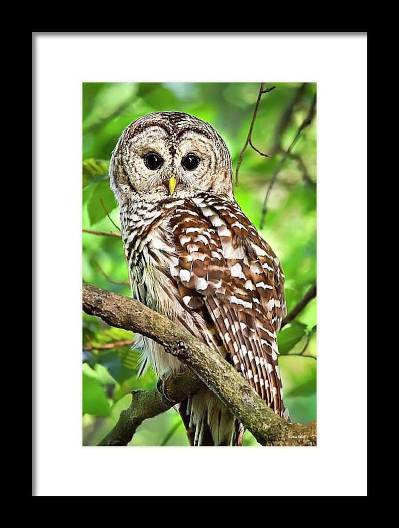 May include: A barred owl with brown and white feathers perches on a branch with green leaves in the background. The owl has large, dark eyes and a yellow beak.