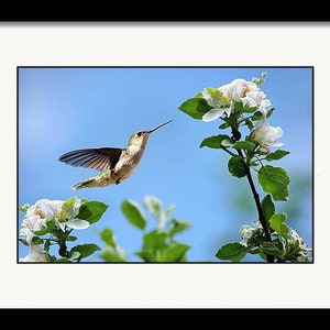 Hummingbird Print Nature Photography Wall Art, Spring Hummingbird Bird Art Fine Art Photography, Bird Gifts for Women Blue Wall Art Decor image 4