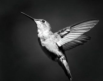 Black And White Hummingbird Print Bird Art, Black And White Nature Photography Hummingbird Art, Fine Art Photography Hummingbird Pictures