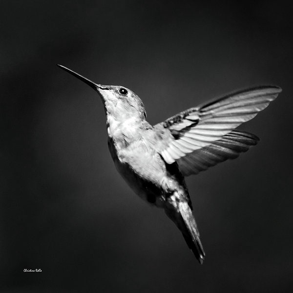 hummingbird black and white