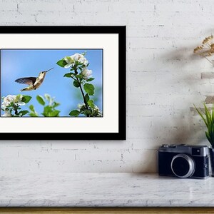 Hummingbird Print Nature Photography Wall Art, Spring Hummingbird Bird Art Fine Art Photography, Bird Gifts for Women Blue Wall Art Decor image 3