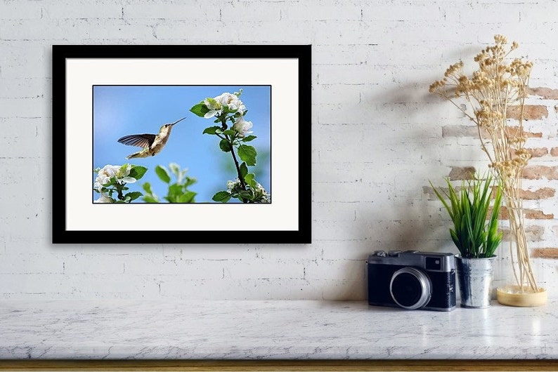 Hummingbird Print Nature Photography Wall Art, Spring Hummingbird Bird Art Fine Art Photography, Bird Gifts for Women Blue Wall Art Decor image 3