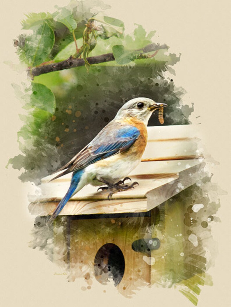 Eastern Bluebird Print Bluebird Watercolor Art Fine Art Print | Etsy