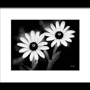 May include: Two black and white daisies with dark centers against a black background.