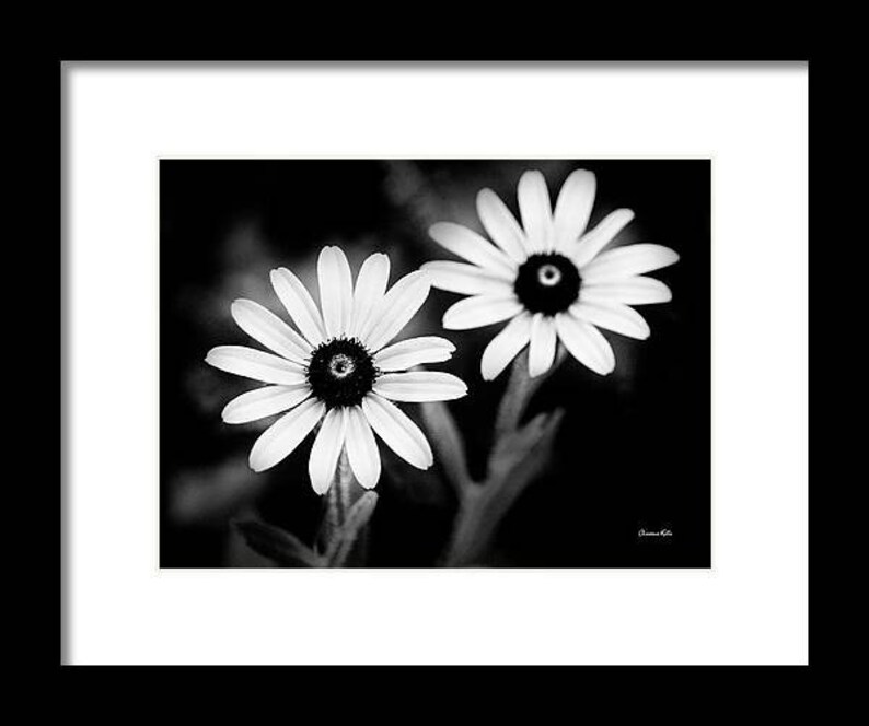 May include: Two black and white daisies with dark centers against a black background.