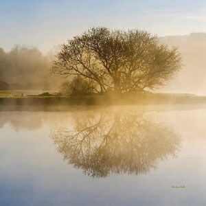 Peut inclure: Un arbre solitaire se dresse dans un lac brumeux au lever du soleil, son reflet se refl&eacute;tant dans l'eau calme. La sc&egrave;ne est baign&eacute;e d'une douce lumi&egrave;re dor&eacute;e.