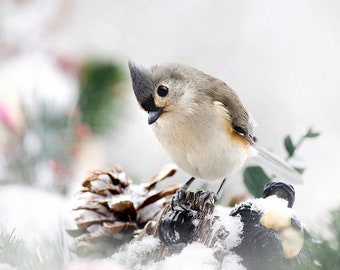 Titmouse Bird Photography Tufted Titmouse Bird In Snow, Winter Bird Photography Wildlife Print Fine Art Photography, Christmas Bird Wall Art