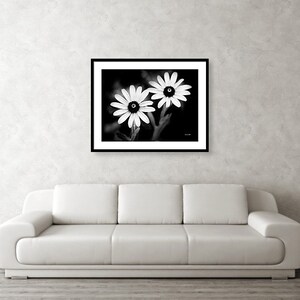 May include: Black and white photograph of two white daisies with black centers. The daisies are in focus and the background is blurred.