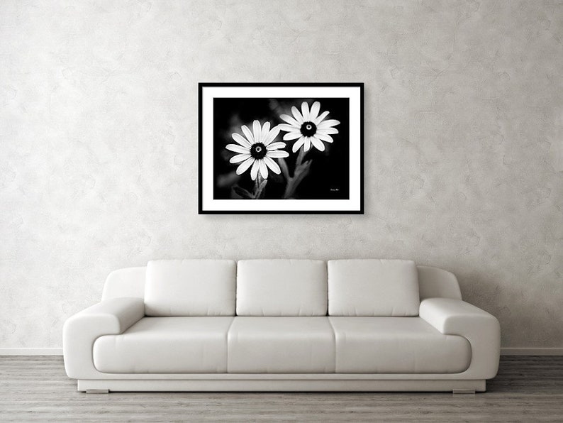 May include: Black and white photograph of two white daisies with black centers. The daisies are in focus and the background is blurred.