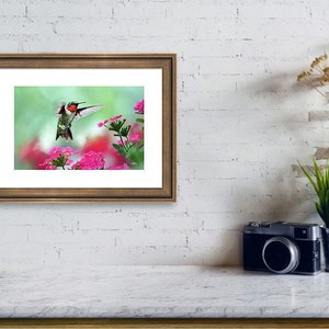 Hummingbird Art Print Fine Art Photography Prints Bird Photography Hummingbird Photos, Wildlife Prints Pink And Green Bird Wall Art Prints image 3