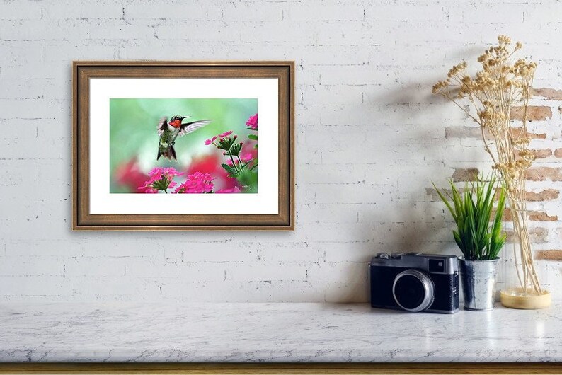 Hummingbird Art Print Fine Art Photography Prints Bird Photography Hummingbird Photos, Wildlife Prints Pink And Green Bird Wall Art Prints image 3