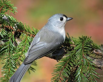 Tufted Titmouse Bird Photo Print: Nature Photography, Birdwatching Wall Art