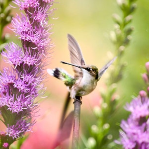 Hummingbird With Flowers In Summer Garden