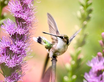 Hummingbird & Purple Flowers Photography Print: Summer Bird Wall Art, Garden Nature Photo