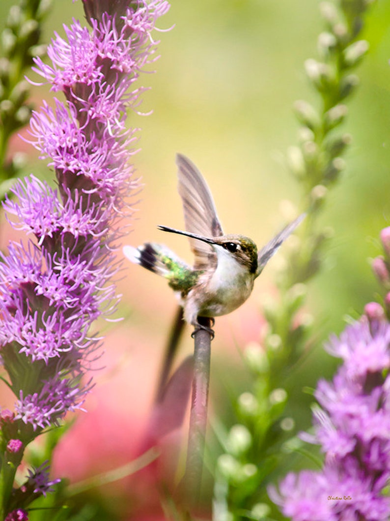 Hummingbird With Flowers In Summer Garden