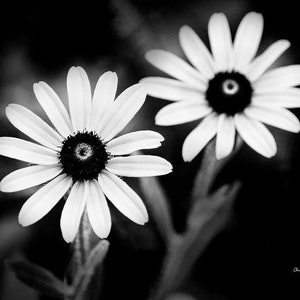 Black And White Daisy Flowers