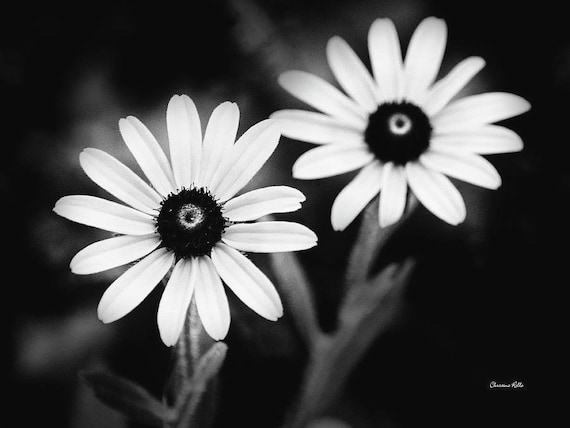 Daisy Black and White Flower Photo Print: Neutral Wildflower Photography, Minimalist Wall Art