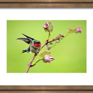 Hummingbird Gift Male Hummingbird Nature Photography, Bird Photo Hummingbird Art, Fine Art Photography Nature Pictures image 4