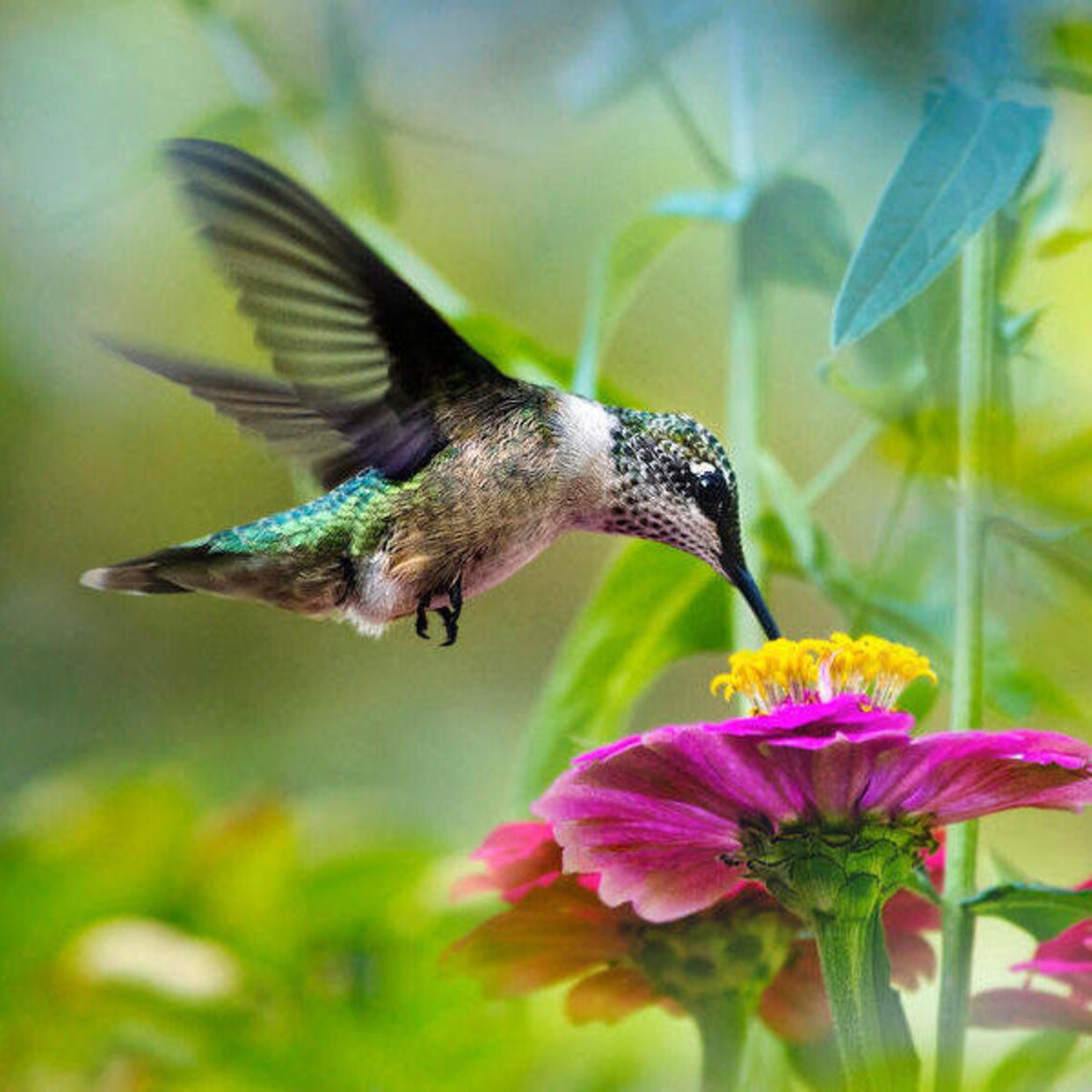 Womens Gift Hummingbird Art Photo Print, Fine Art Photography Colorful