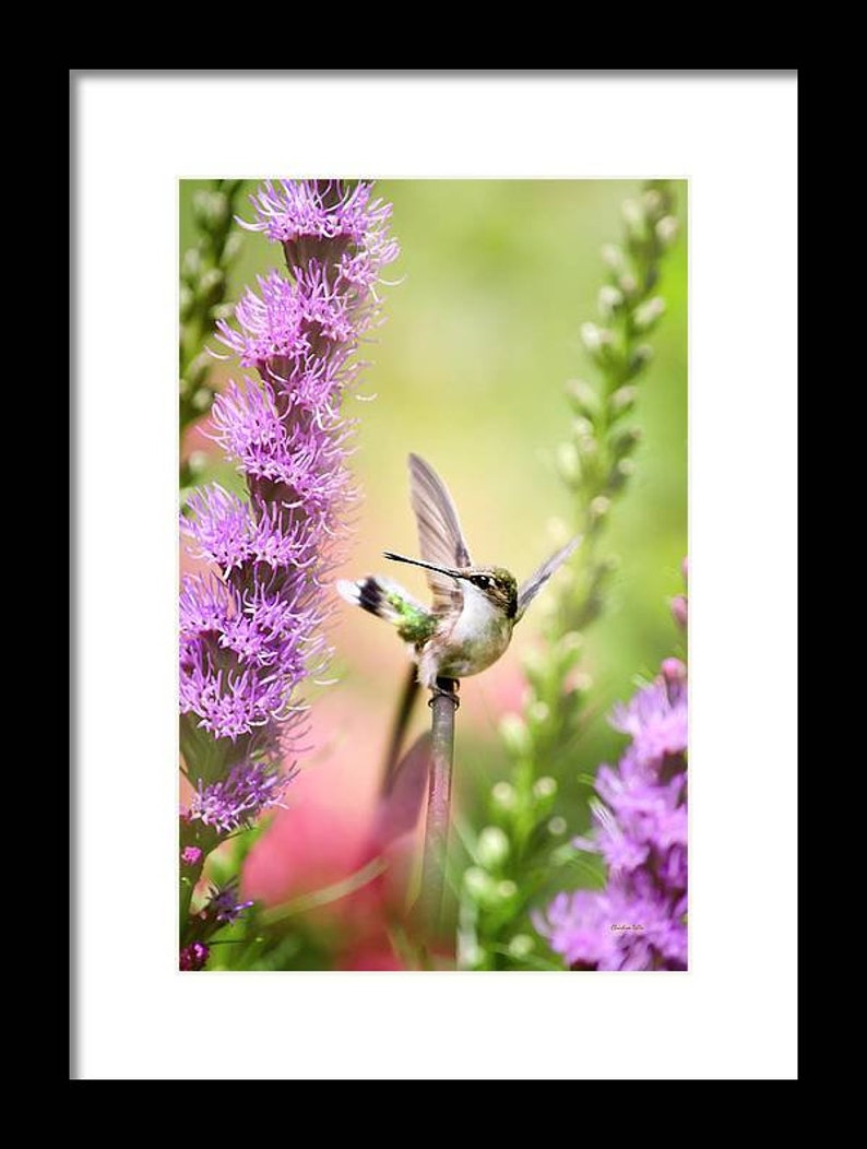 Hummingbird And Flowers Nature Photography Hummingbird Nursery Decor, Fine Art Photography Hummingbird Print, Bird Lover Wall Art Gifts image 4