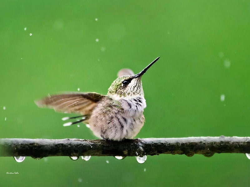 Cute Hummingbird Print Bird Photography Wildlife Pictures, Fine Art ...