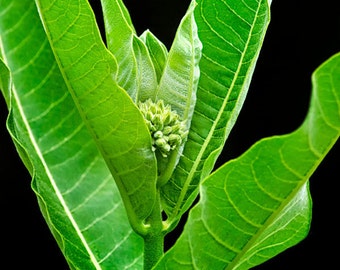 Green Milkweed Plant Photo Print: Nature Photography, Summer Succulent Botanical, Garden Wall Art