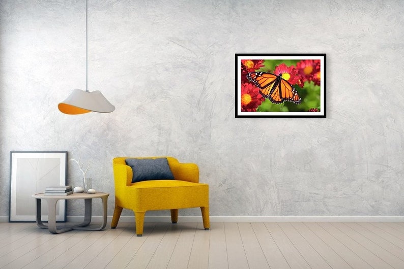 Monarch Butterfly Photo Nature Photography Colorful Butterfly - Etsy