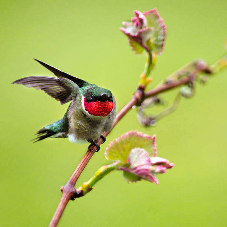 Hummingbird Gift Male Hummingbird Nature Photography, Bird Photo Hummingbird Art, Fine Art Photography Nature Pictures image 2