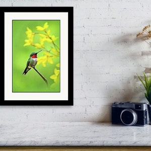 Nature Photo Hummingbird Art Fine Art Photography, Hummingbird Picture ...