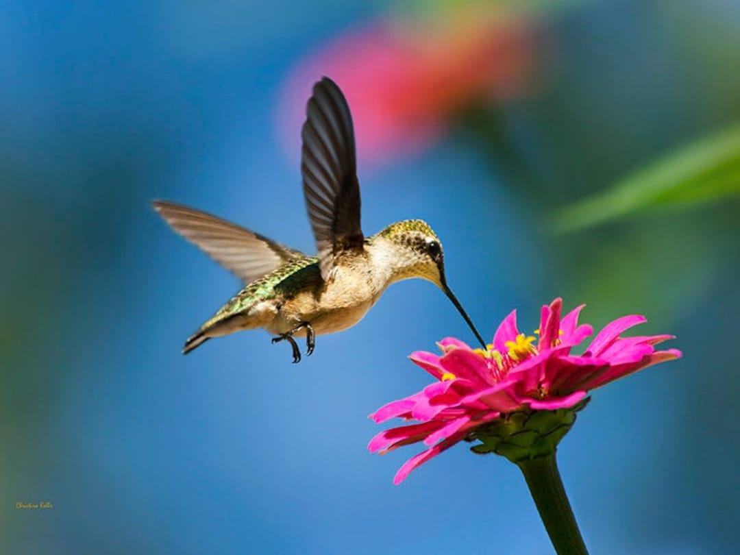 Impresión fotográfica de colibrí y flores: fotografía de naturaleza de  bellas artes con aves florales de verano - Etsy México, image size:1080x810