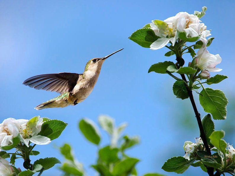 Ruby Throated Hummingbird And Flowers