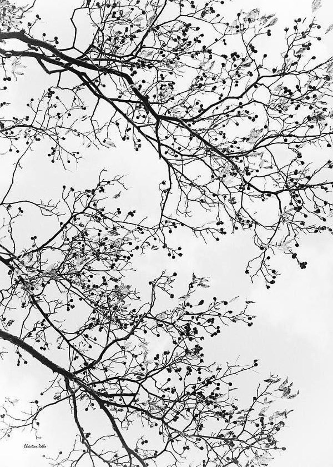 Black and White Tree Photography Tree Art Print, Black and White Trees Fine Art Photography