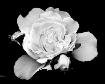 Black and White Rose Photo Print: Floral Wall Art