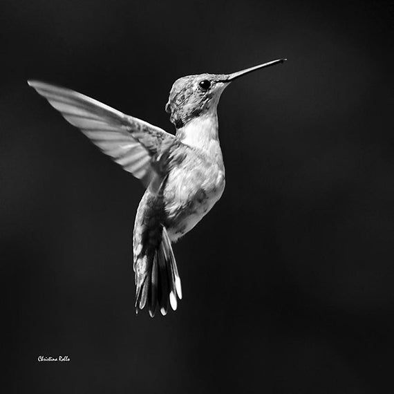 Black And White Hummingbird Print Fine Art Photography Prints Etsy