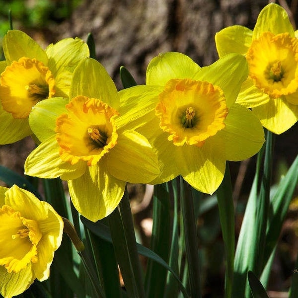 Daffodils Print Daffodil Flower Print Fine Art Photography, Photo Prints Daffodils Wall Art Spring Daffodils Nature Photography Art Prints